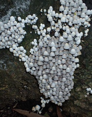 P5285370a.jpg